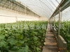 藥材、人參種植大棚,水果花卉種植大棚膜