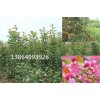 火熱暢銷的濟(jì)南【北美海棠】批發(fā)，就在臨沂鑫誠(chéng)！