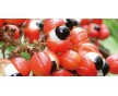 生產(chǎn)廠家優(yōu)價(jià)供應(yīng)瓜拉納提取物 10-20%