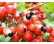 瓜拉納提取物 10%、22% | 巴西原裝進口 | 食品飲料級