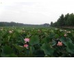 山東蝦池防滲膜廠家，山東蝦池防滲膜價格