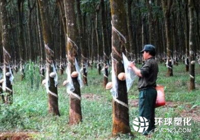 4月天然橡膠產(chǎn)量同比增長16.6%
